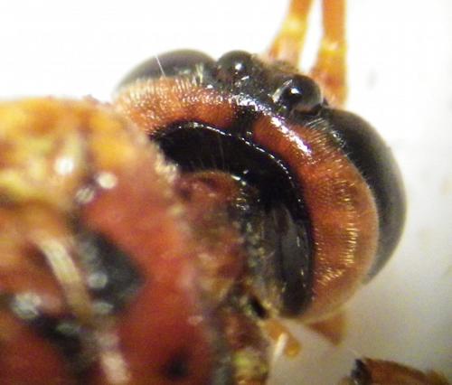 Réf. 257 727 : Ophion ventricosus